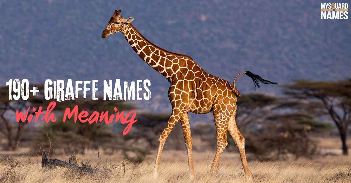 190+ Giraffe Names with Meaning (+Generator)