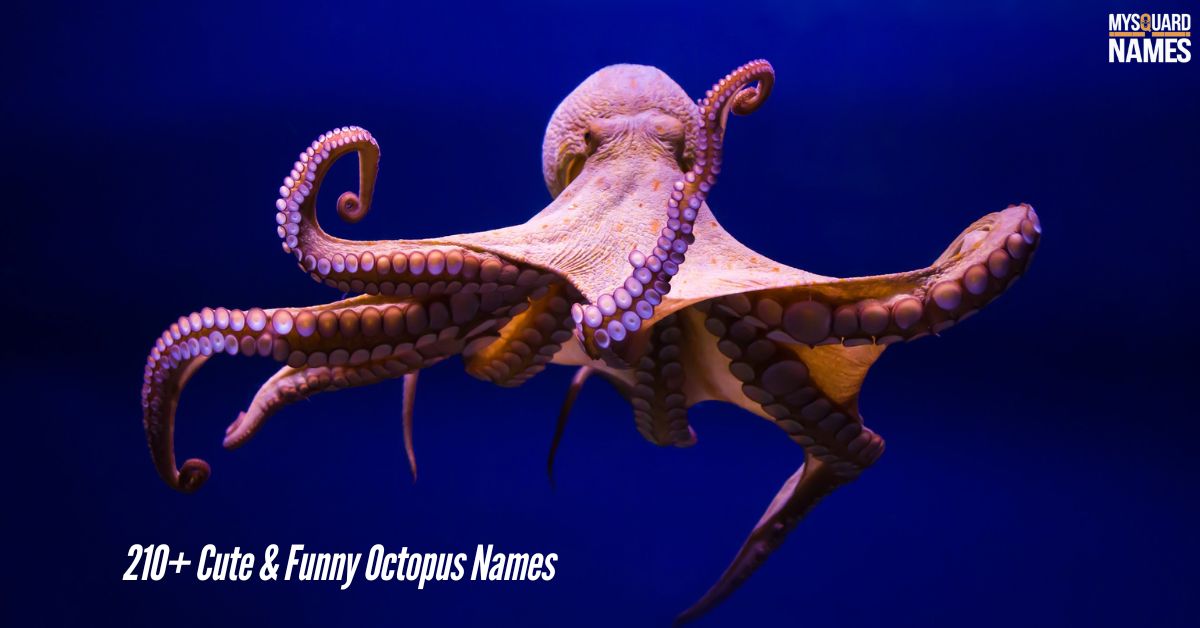 210+ Cute & Funny Octopus Names + Generator