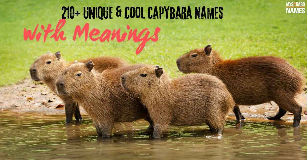 210+ Unique & Cool Capybara Names with Meanings