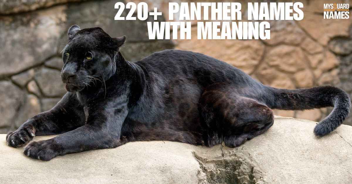 220+ Panther Names With Meaning (+Generator)