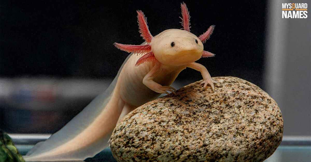 230+ Axolotl Names Cute & Funny Ideas