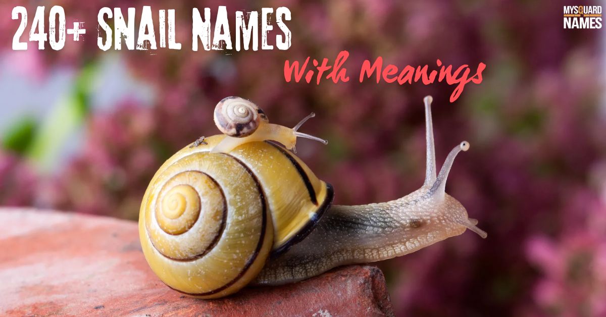 240+ Snail Names With Meanings [Creative Ideas]