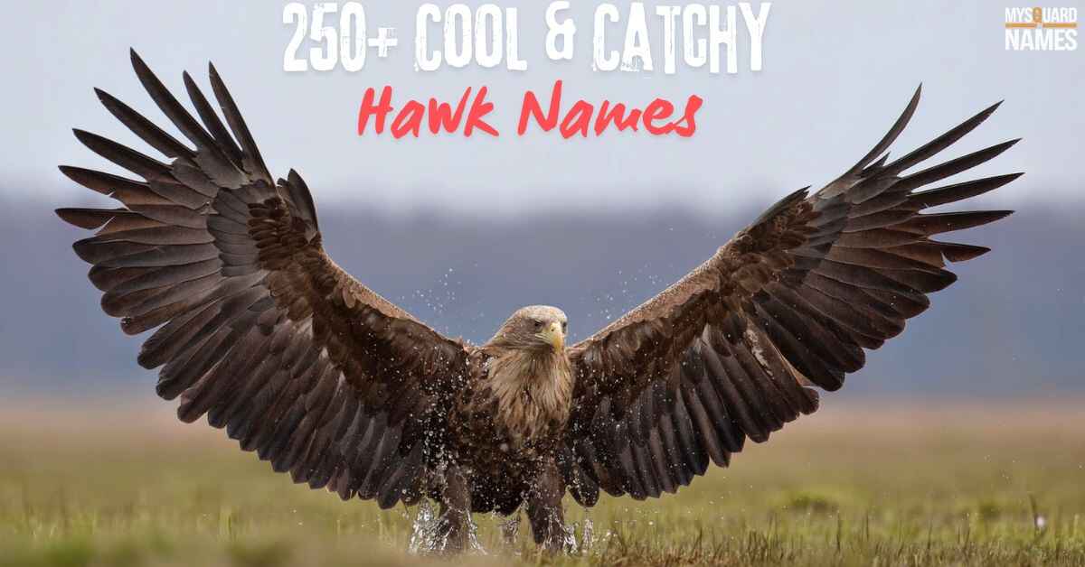 250+ Cool & Catchy Hawk Names With Meanings