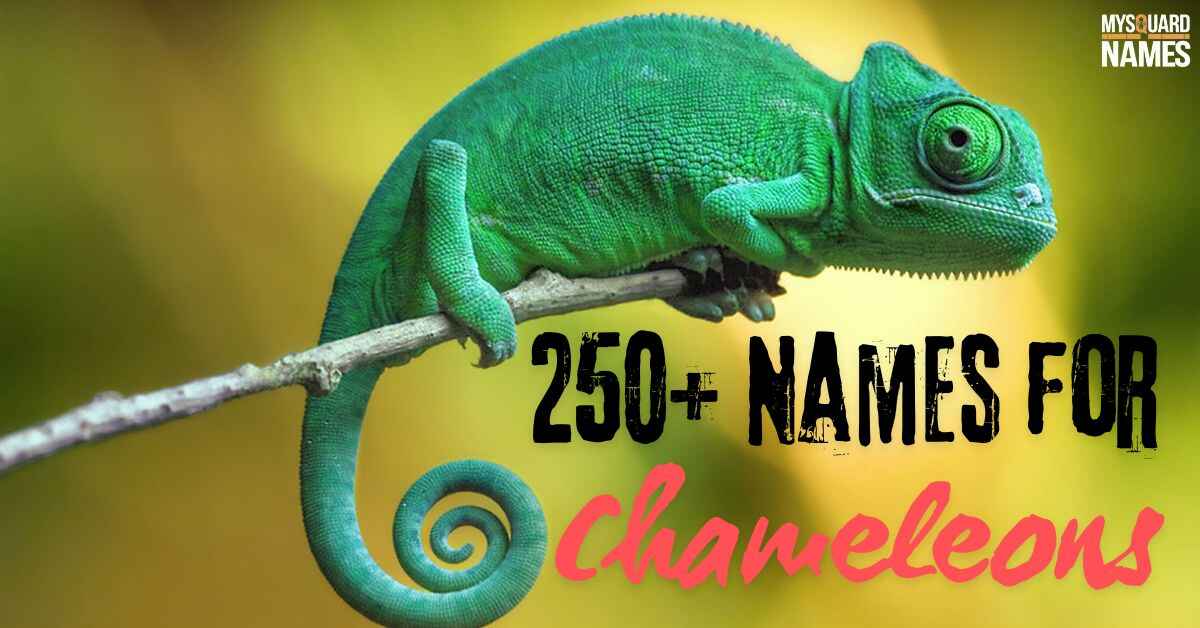 250+ Names for Chameleons [Unique & Meaningful Ideas]