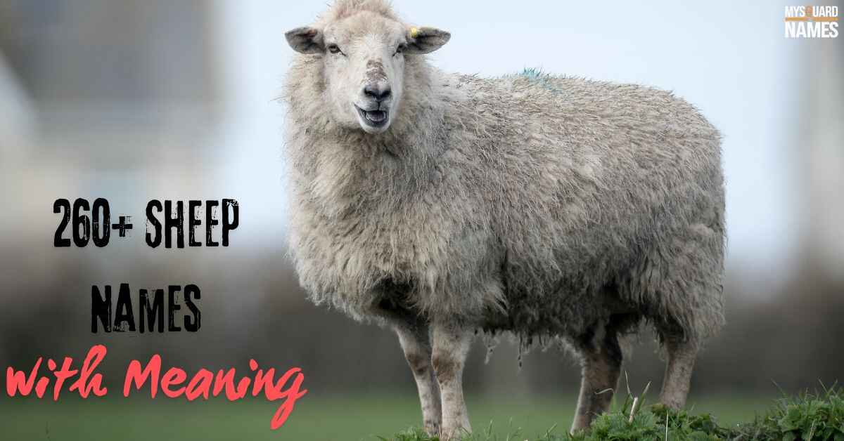 260+ Sheep Names with Meaning + AI Generator