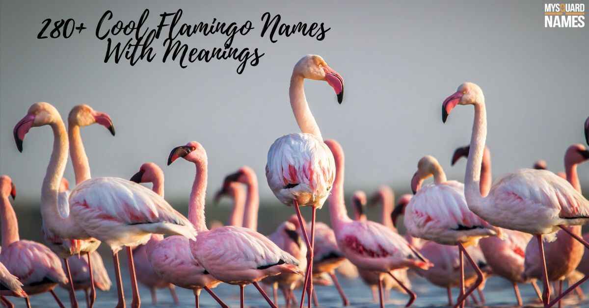 280+ Cool Flamingo Names [Unique & Meaningful Ideas]