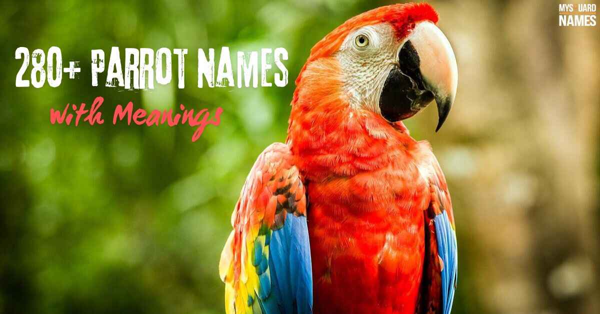 280+ Parrot Names with Meanings