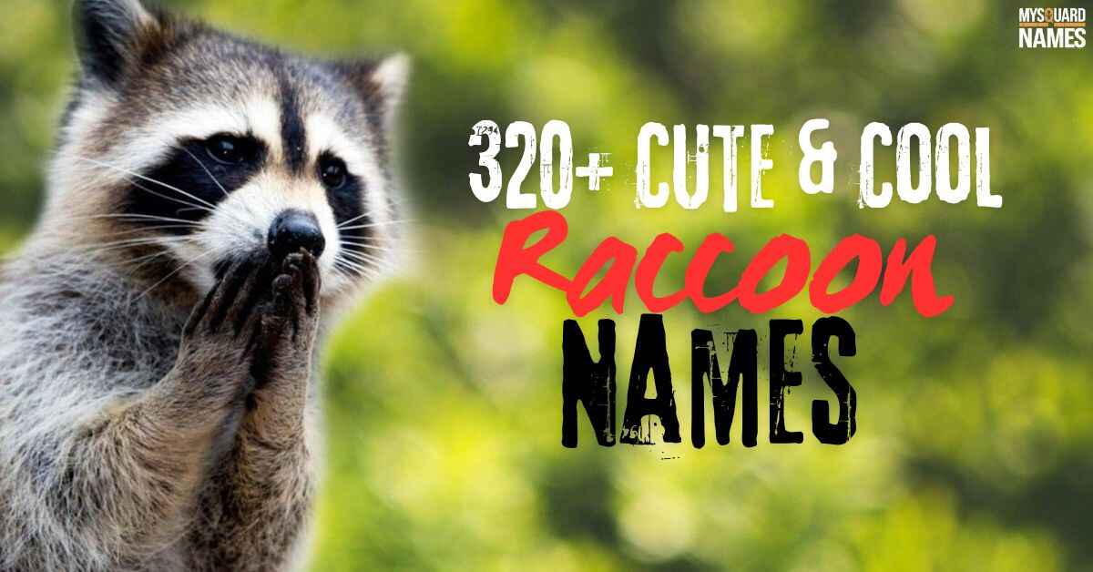 320+ Cute & Cool Raccoon Names [Fun & Meaningful Ideas]