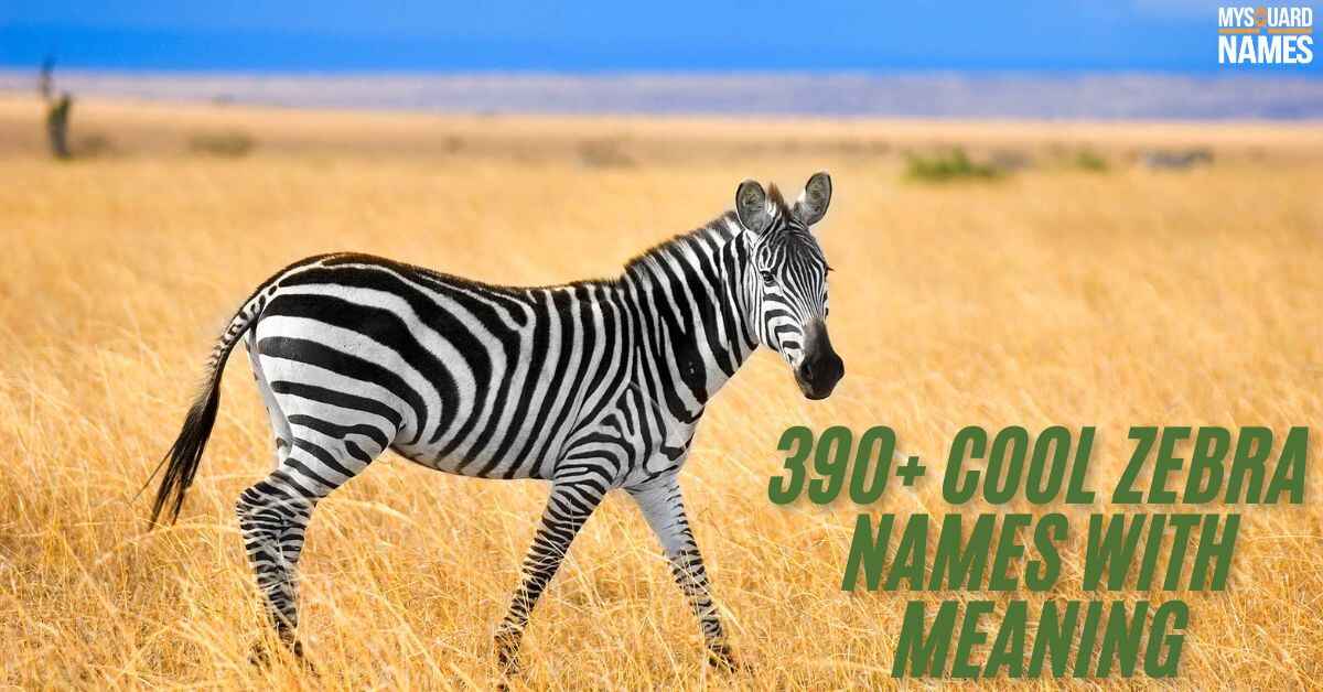 390+ Cool Zebra Names With Meaning + Generator