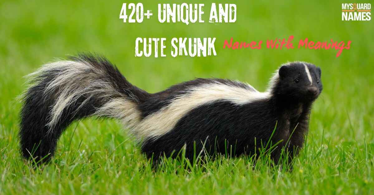 420+ Unique and Cute Skunk Names With Meanings