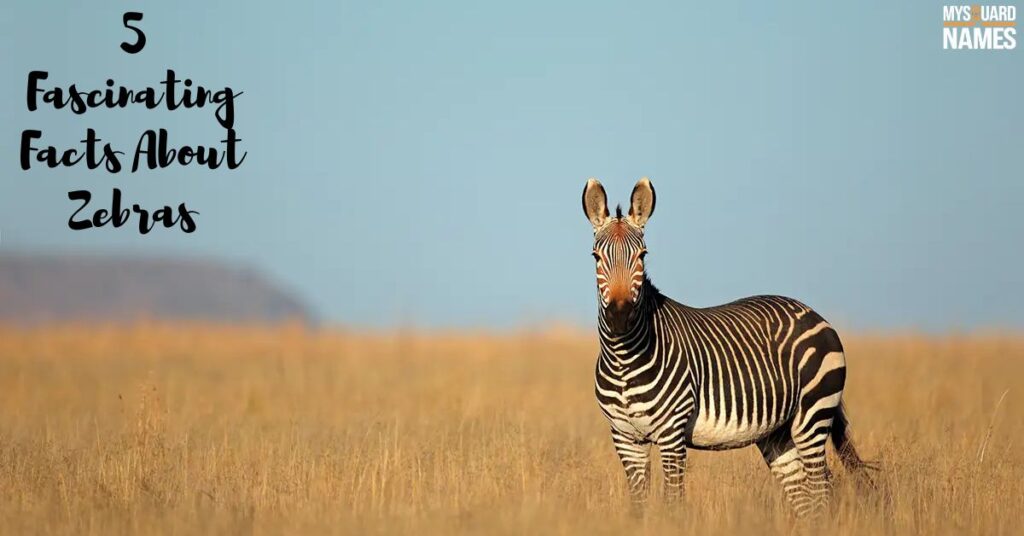 5 Fascinating Facts About Zebras