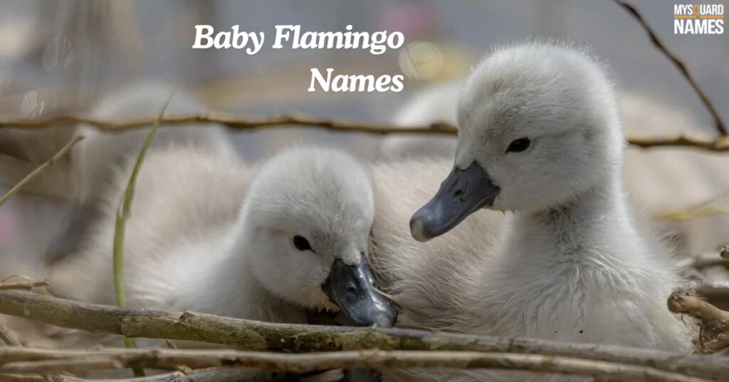 Baby Flamingo Names