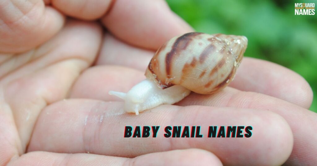 Baby Snail Names