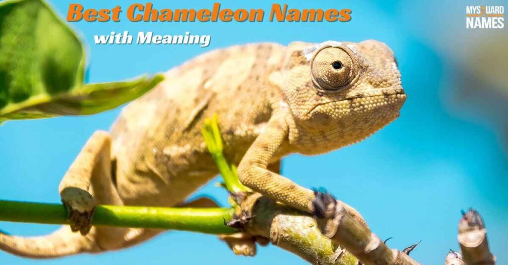 Chameleon-Names