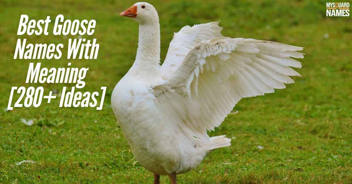 Best Goose Names With Meaning [280+ Ideas]