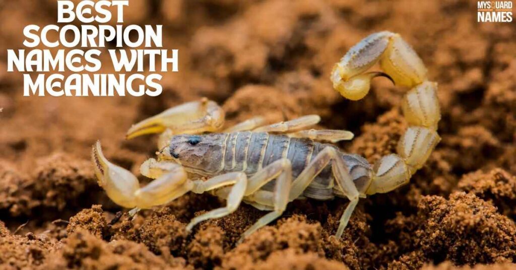 Scorpion-Names 