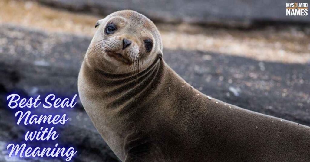 Seal-Names 