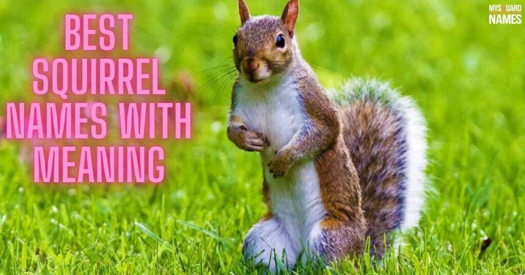 Best Squirrel Names with Meaning