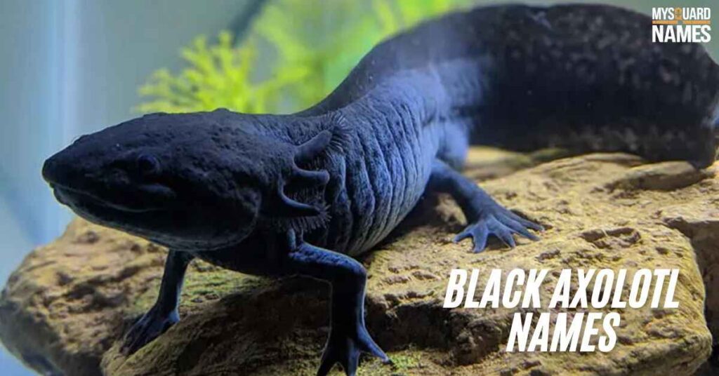 Black Axolotl Names