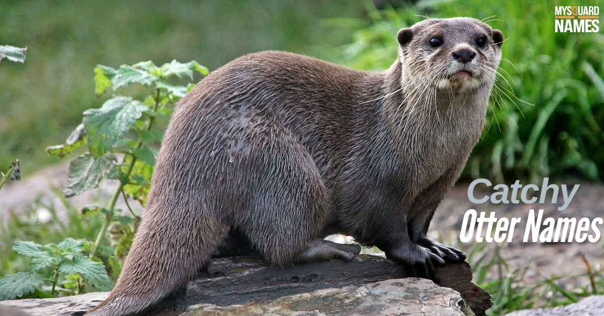 Catchy Otter Names [250+ Fun & Meaningful Ideas]