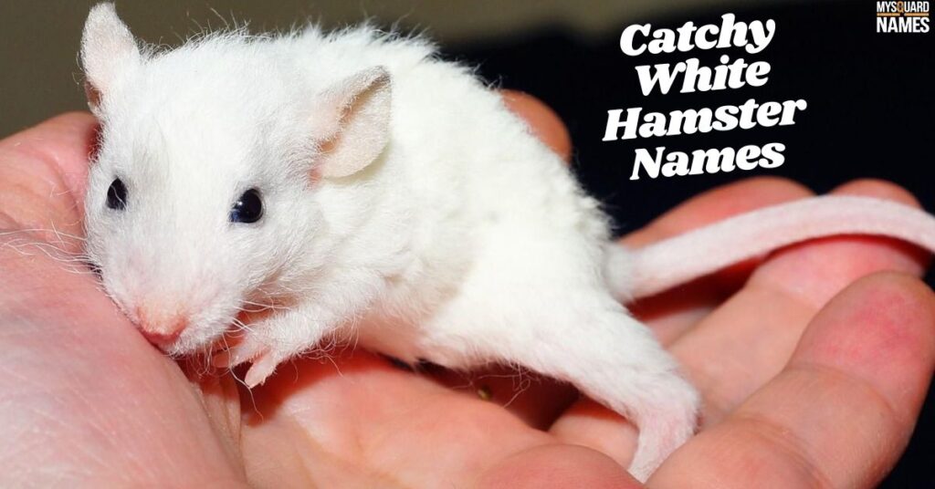 Catchy White Hamster Names