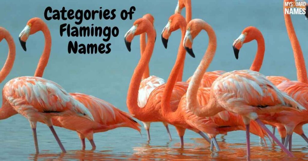 Flamingo-Names