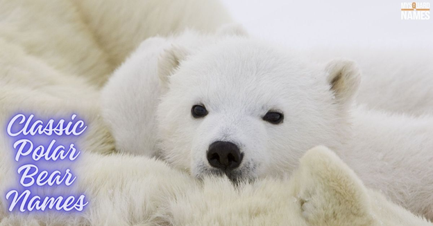  Polar-Bear-Names