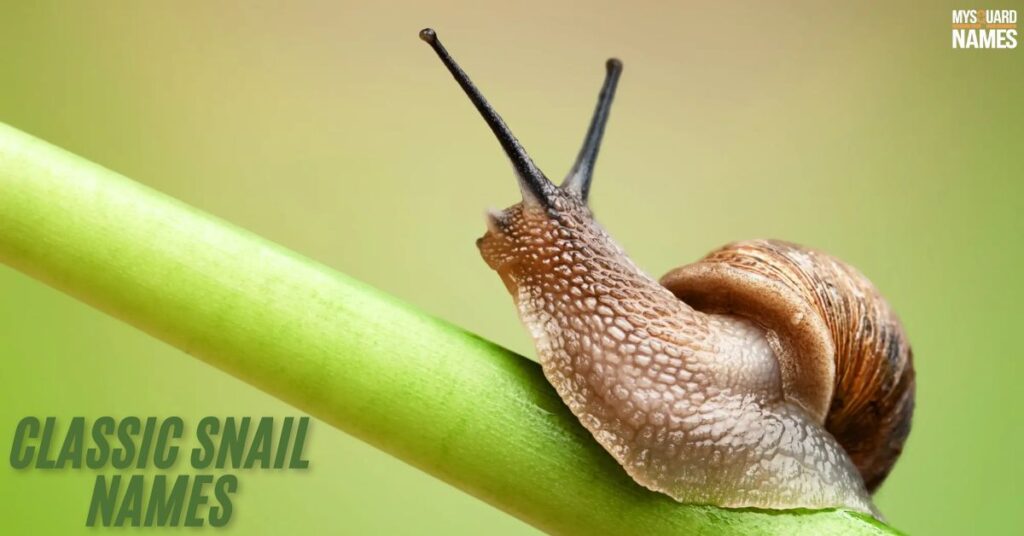 Classic Snail Names