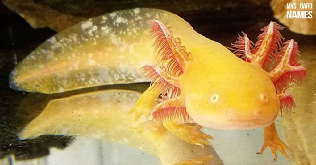 Cool Axolotl Names