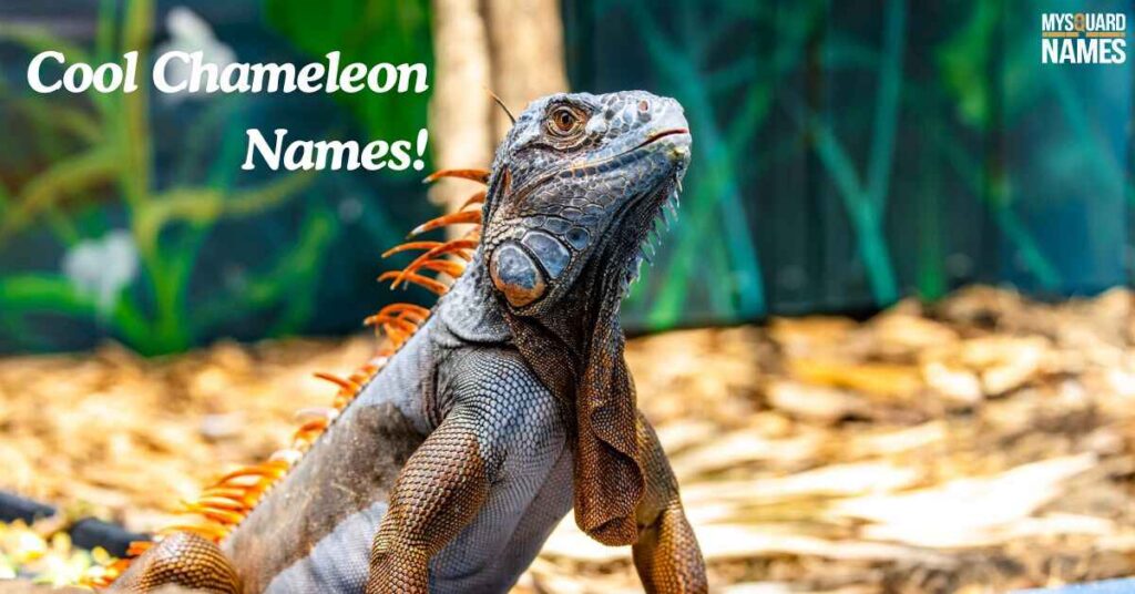 Cool Chameleon Names