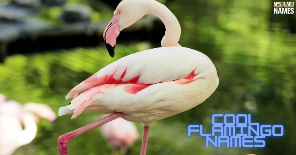 Cool Flamingo Names