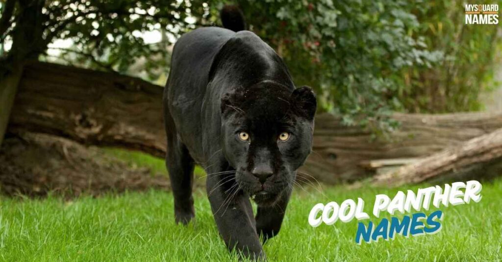 Cool Panther Names