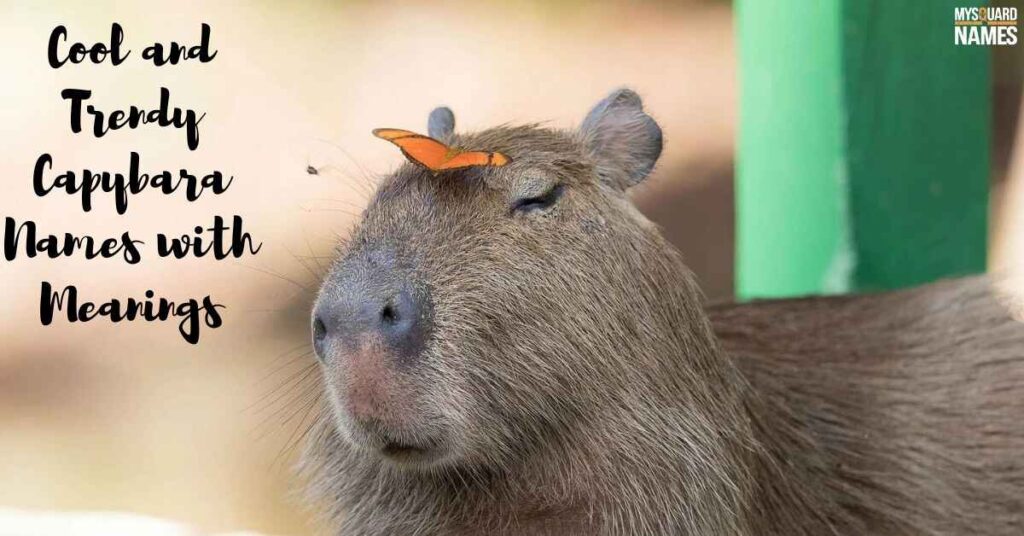 Cool and Trendy Capybara Names with Meanings