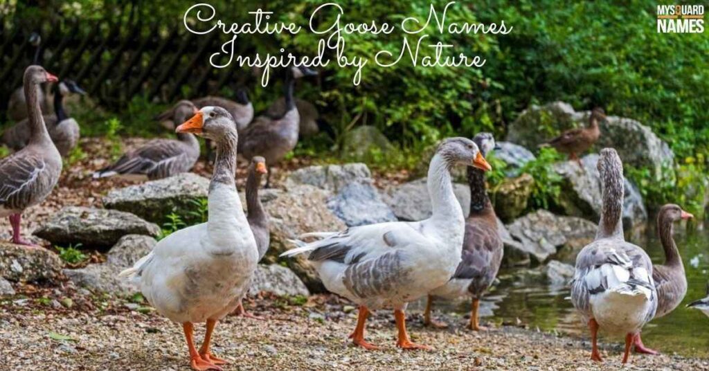  Goose-Names 