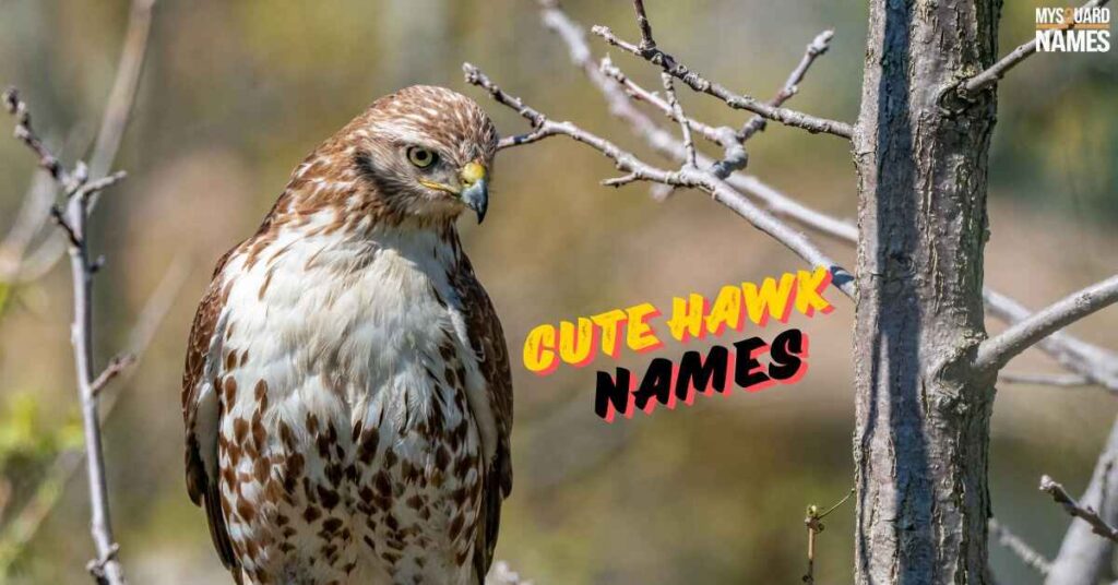 Hawk-Names