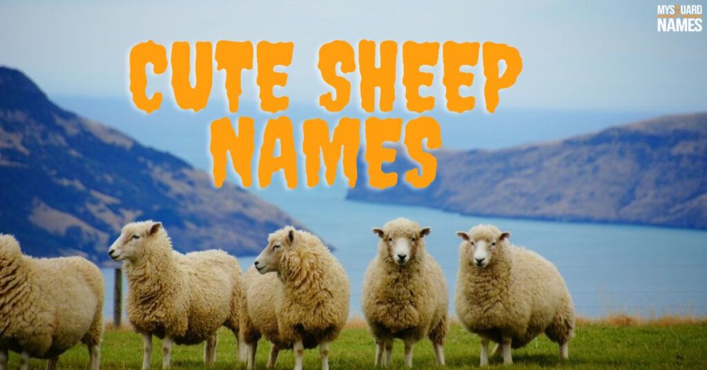 Cute Sheep Names