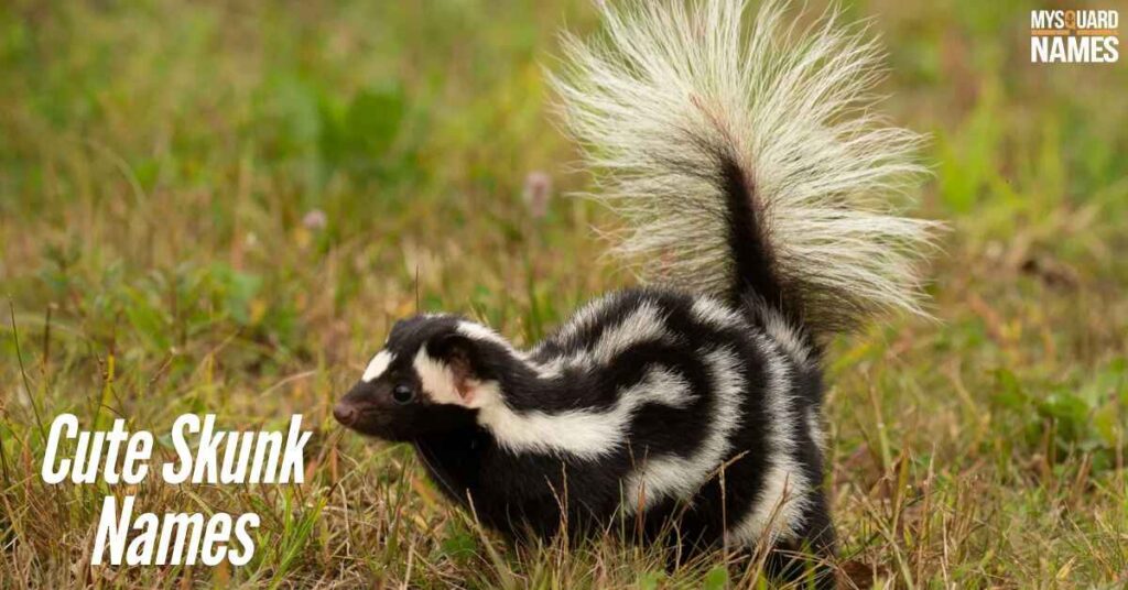  Skunk-Names