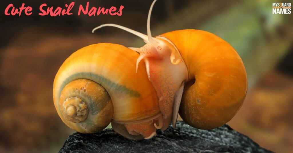 Cute Snail Names