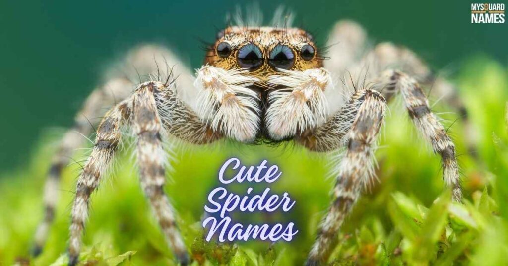 Cute Spider Names