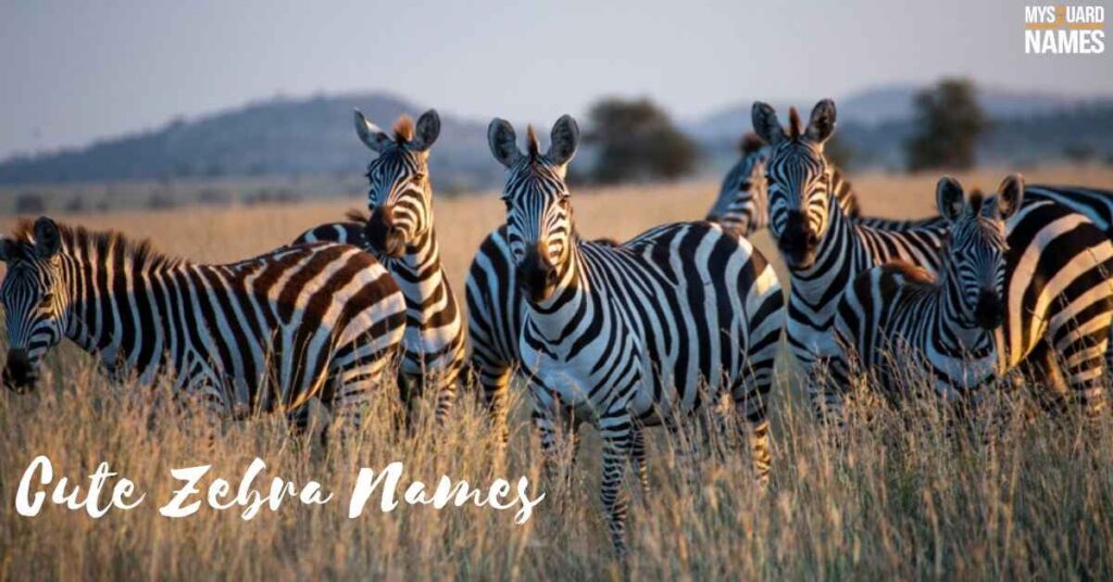 Cute Zebra Names