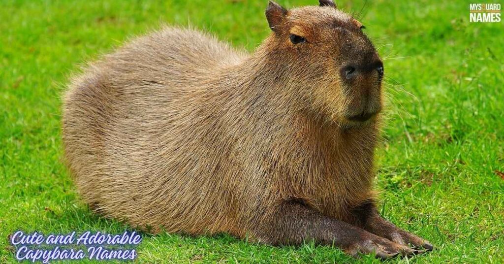 Capybara-Names