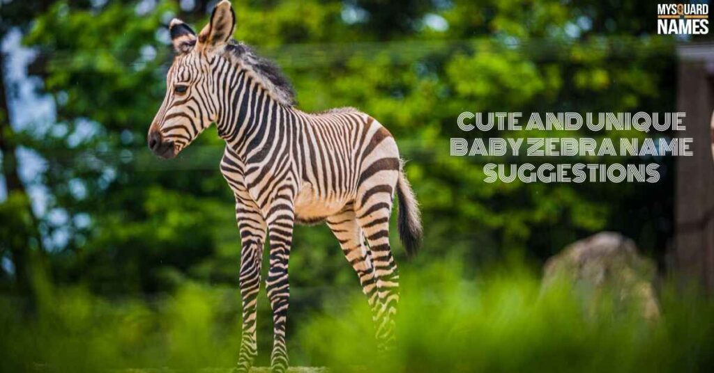 Cute and Unique Baby Zebra Name Suggestions