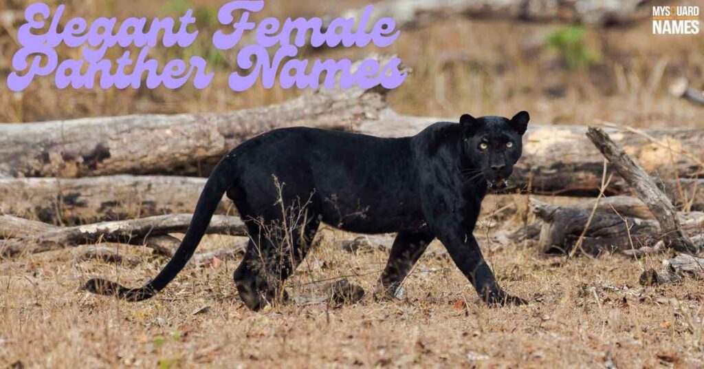 Elegant Female Panther Names