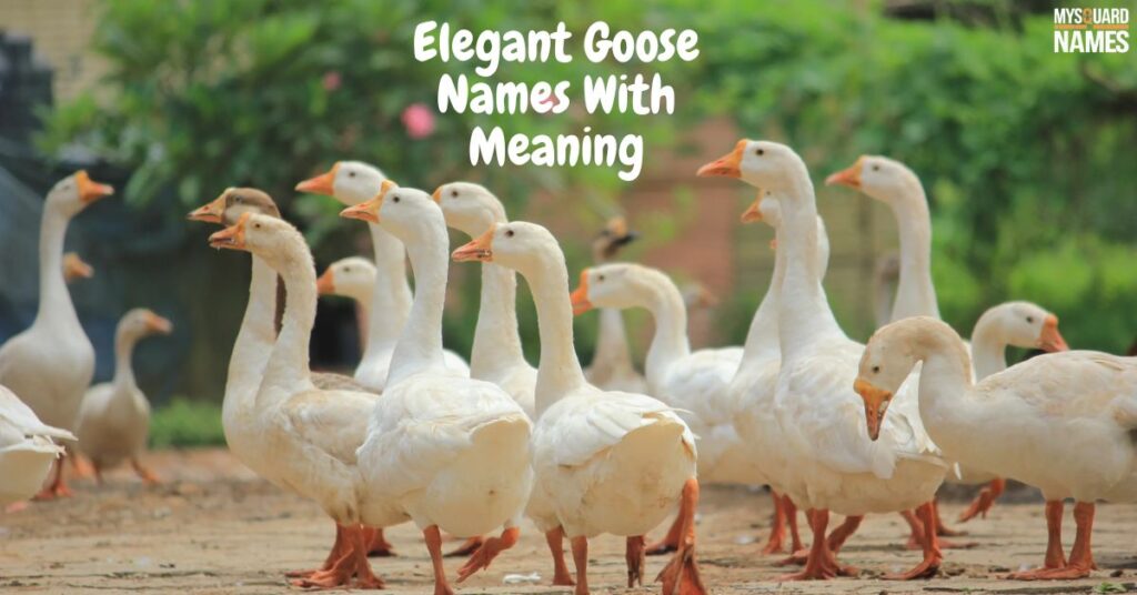 Elegant Goose Names With Meaning