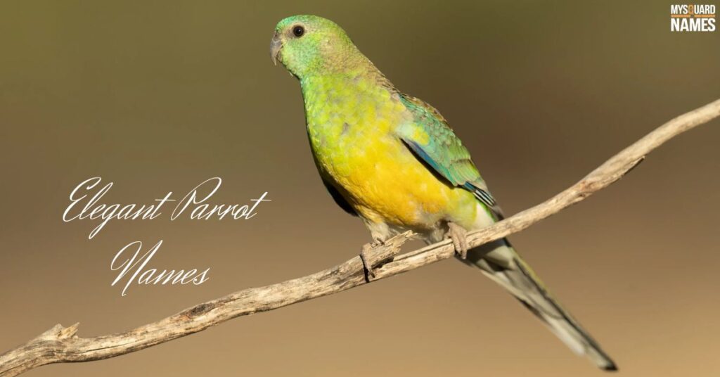 Elegant Parrot Names with Meanings