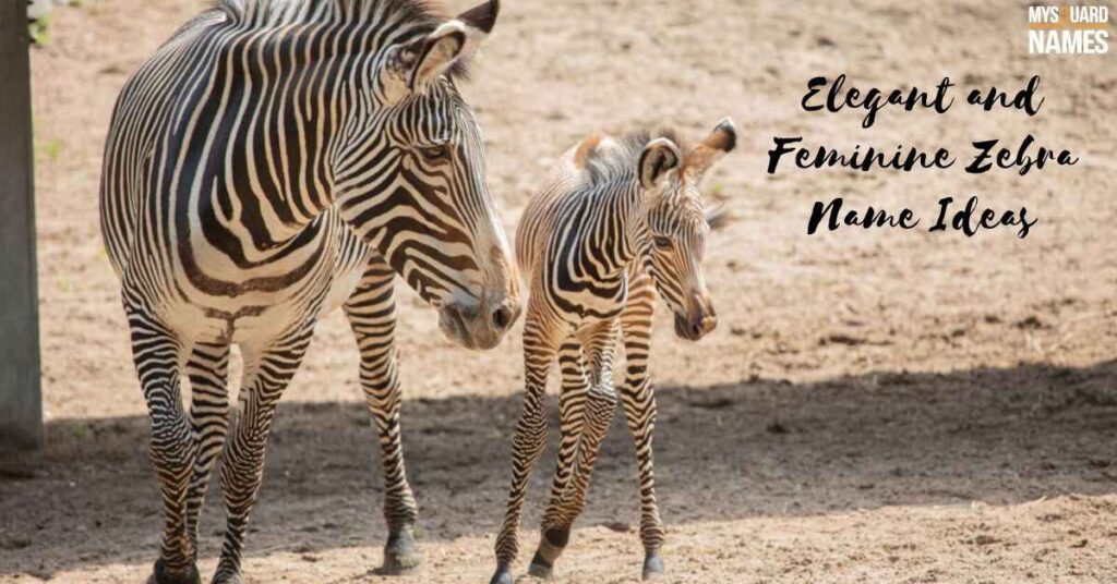 Elegant and Feminine Zebra Name Ideas