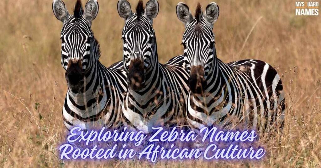 Exploring Zebra Names Rooted in African Culture