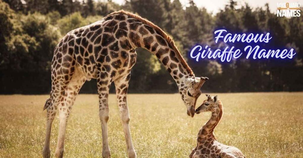 Famous Giraffe Names