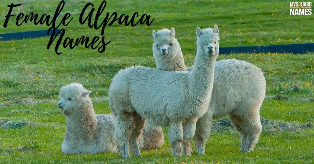 Female Alpaca Names