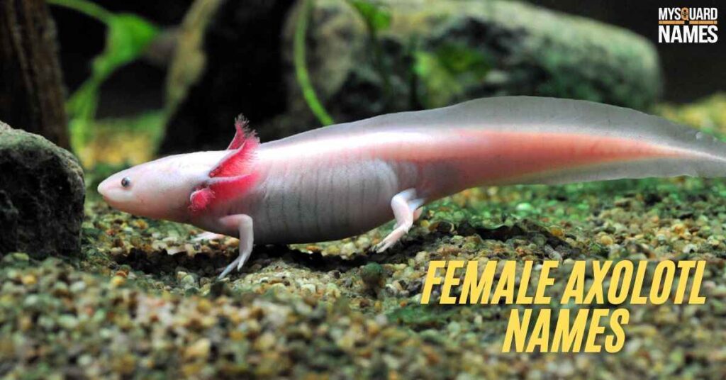 Female Axolotl Names